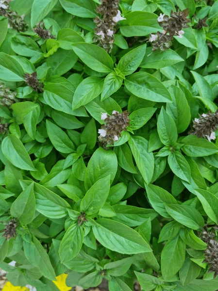 Tulsi (Holy Basil)