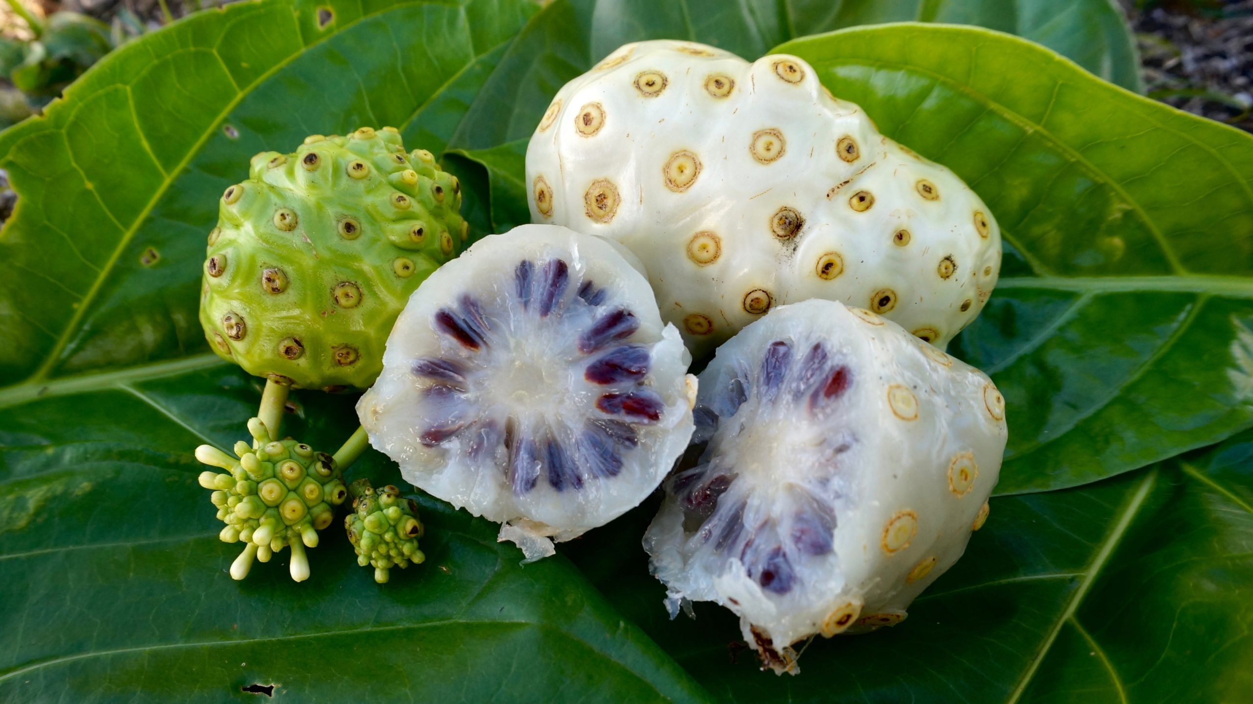 noni