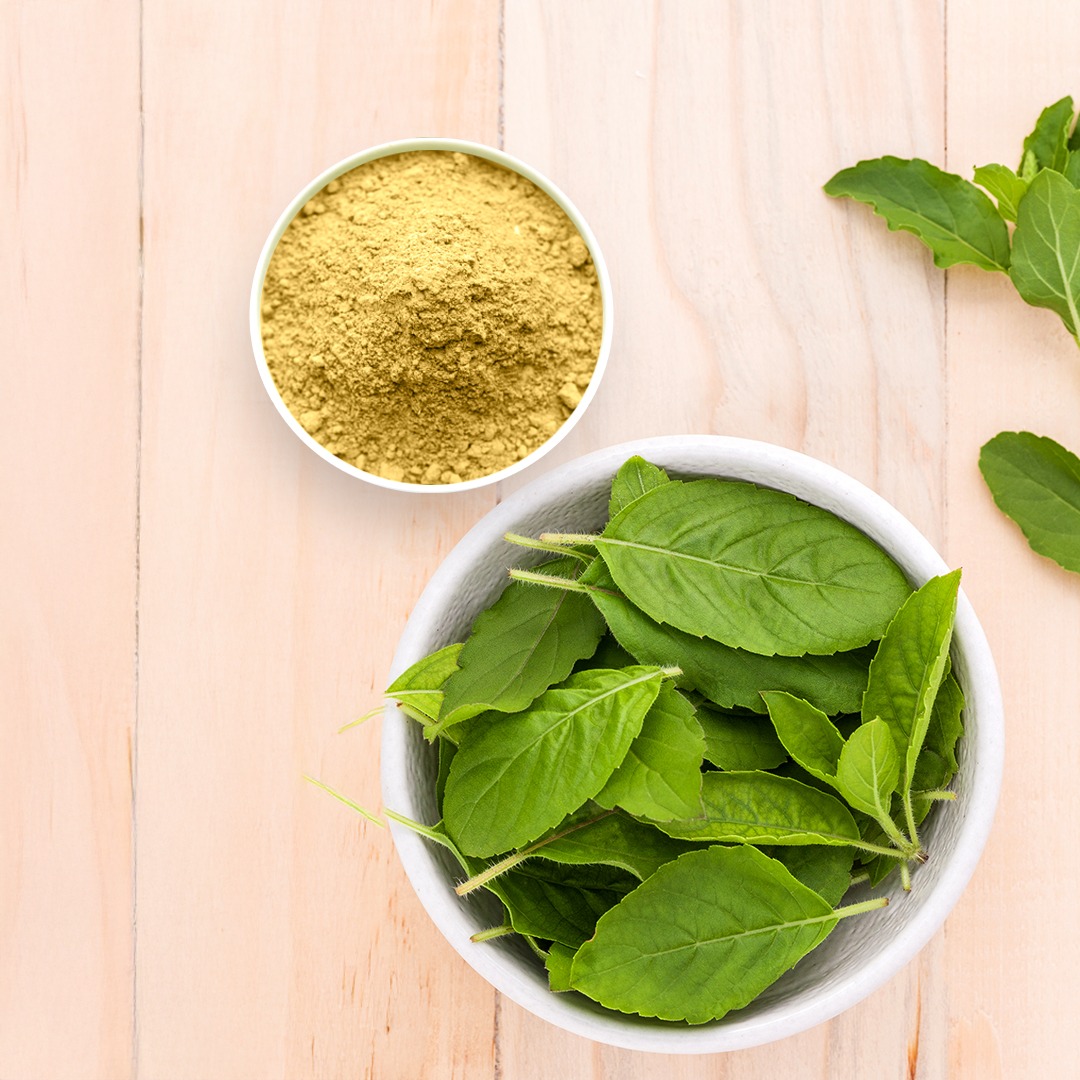 Tulsi Extract